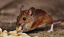 24 Hour & Emergency Exterminators in Seymour, IL